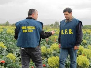 5 pozzi irrigui siti in località Sanganiello del comune di Caivano Napoli